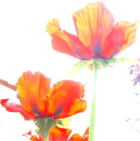 Mohn pastell02